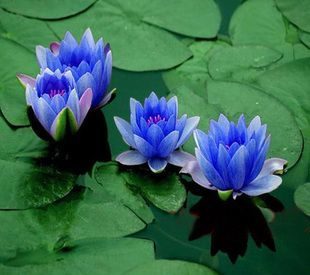 Water Lilies (Nymphaea Species)