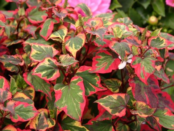 Houttuynia cordata ‘Chameleon’