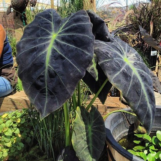 Colocasia, variegated