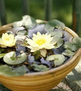 Yellow Pygmy Dwarf Water Lily (Nymphaea Pygmaea 'Helvola')