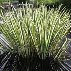 Variegated Sweet Flag (Acorus Calamus 'Variegatus')