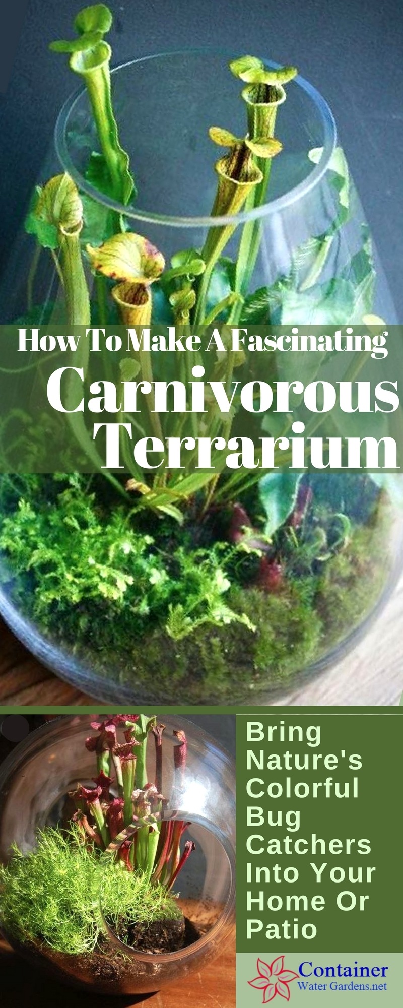 Carnivorous Plant Terrariums