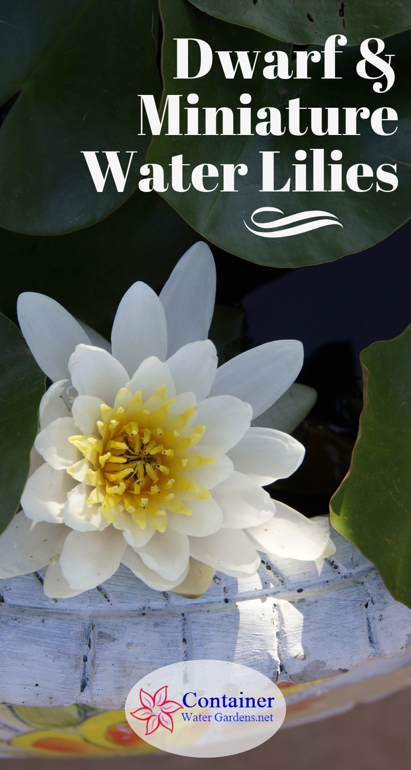 Dwarf Water Lilies