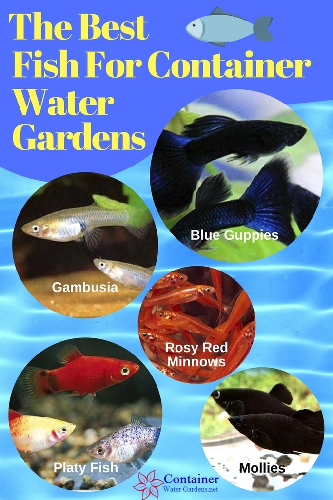 Standard Grade Koi 8-10 inches - 10 Fish - Best Prices on Everything for  Ponds and Water Gardens - Webb's Water Gardens