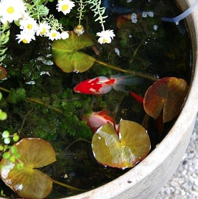 Best cold water deals pond fish