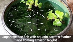 Japanese rice fish in a container water garden
