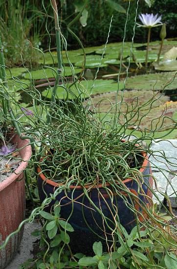 Corkscrew Rush (Juncus Effusus 'Spiralis')