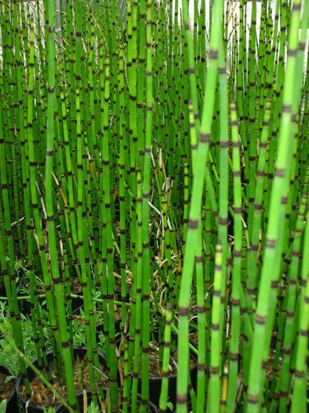 Horsetail Rush