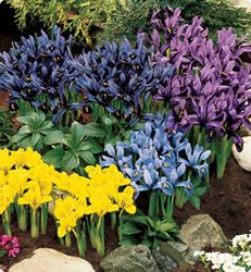 Iris Reticulata