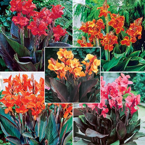 Dwarf Cannas