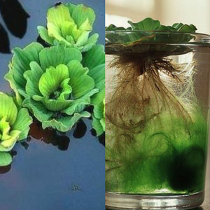 Water Lettuce (Pistia Stratiotes)