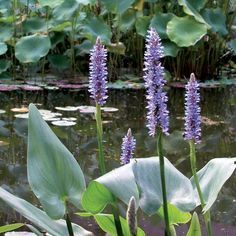 Pickerel Rush (Pontederia Cordata)