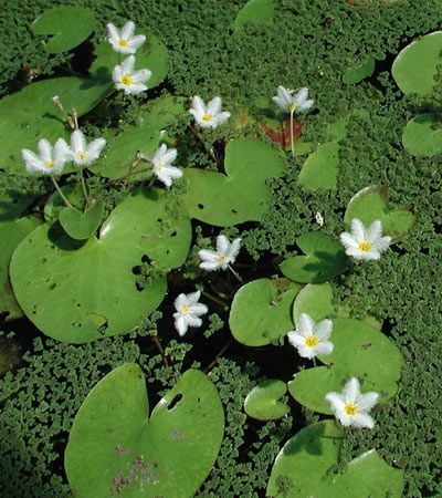 White water snowflakes (Nymphoides indica)