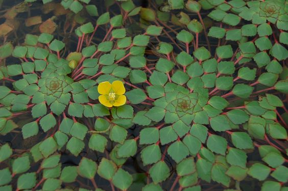 Mosaic Plant