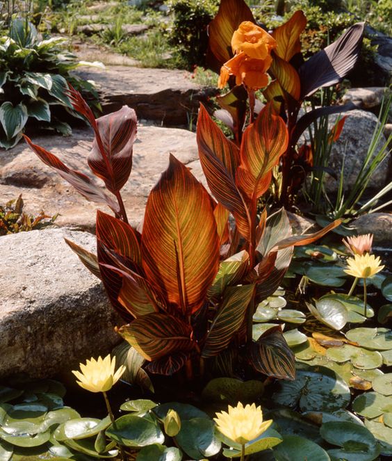 Tropical Water Cannas (Canna spieces)