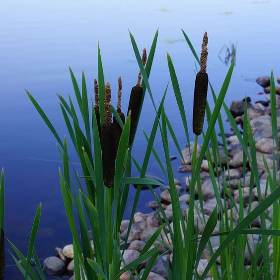 Cattails (Typha Laxmannii)