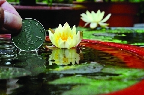 A dwarf (miniature) water lily.