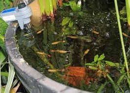 Submersible heater in a container water garden