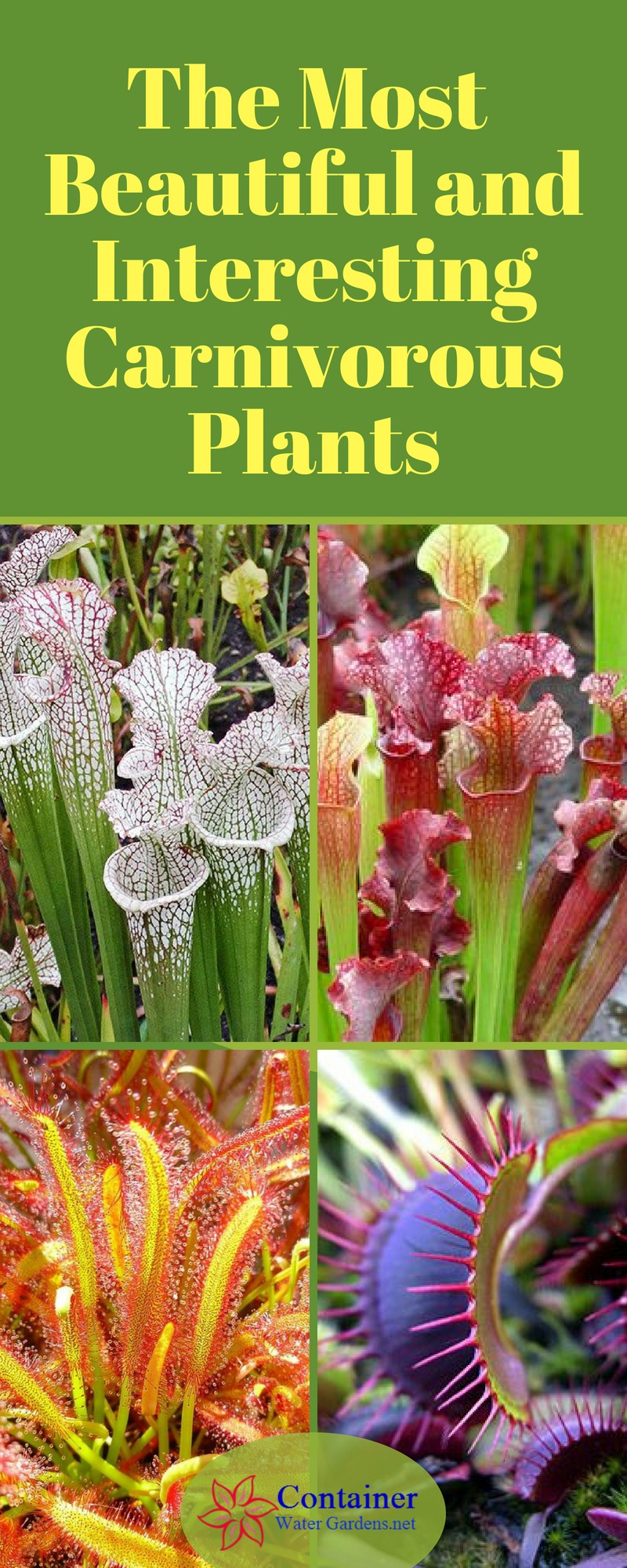 Best carnivorous plants