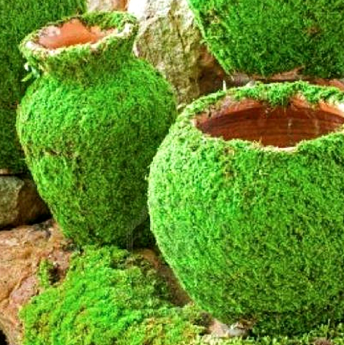 How to Grow Moss