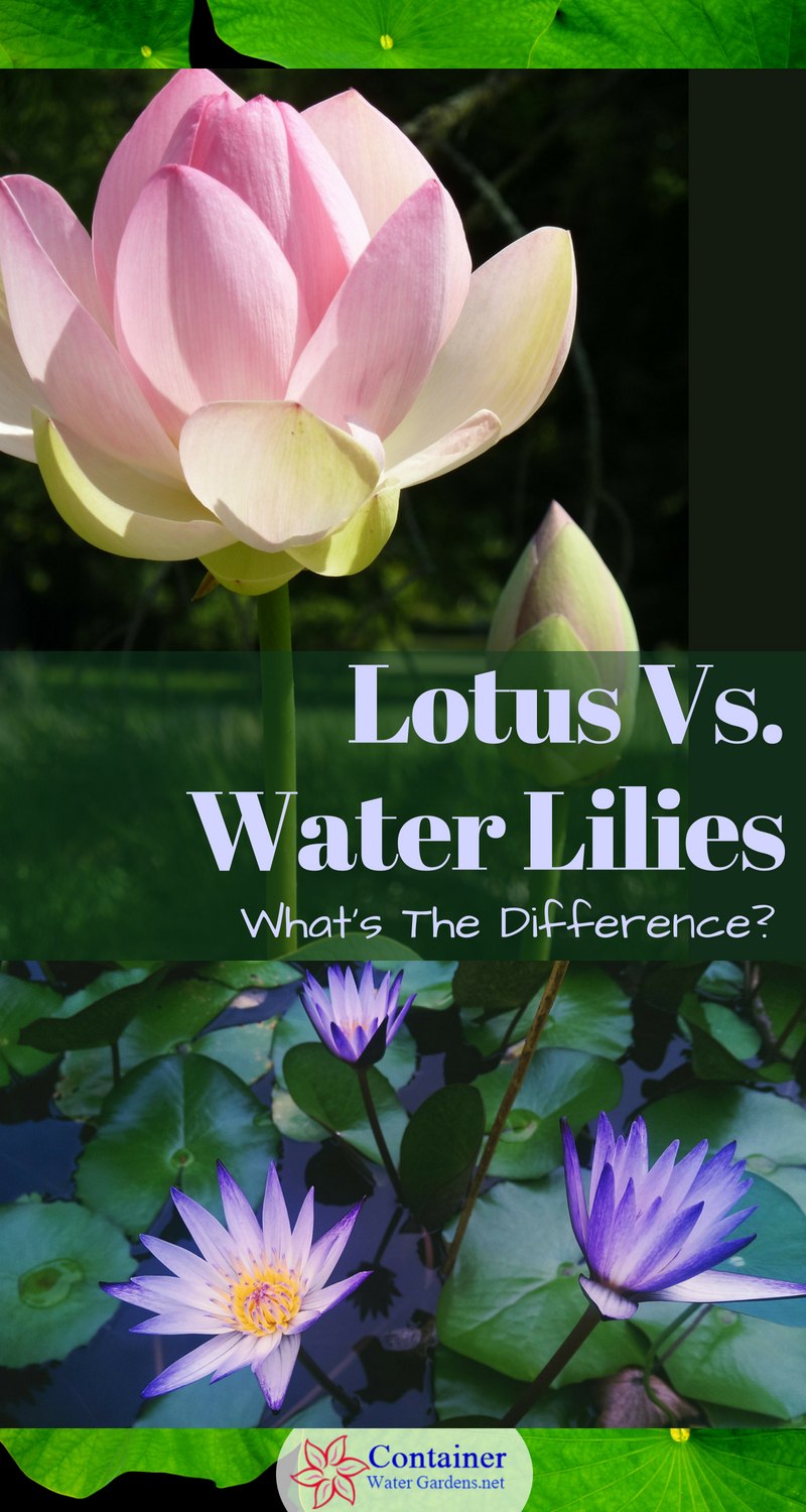 Lotus and water lily plants