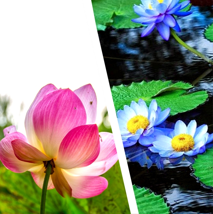 Lotus Vs. Water Lilies, What's The Difference? - Container Water ...