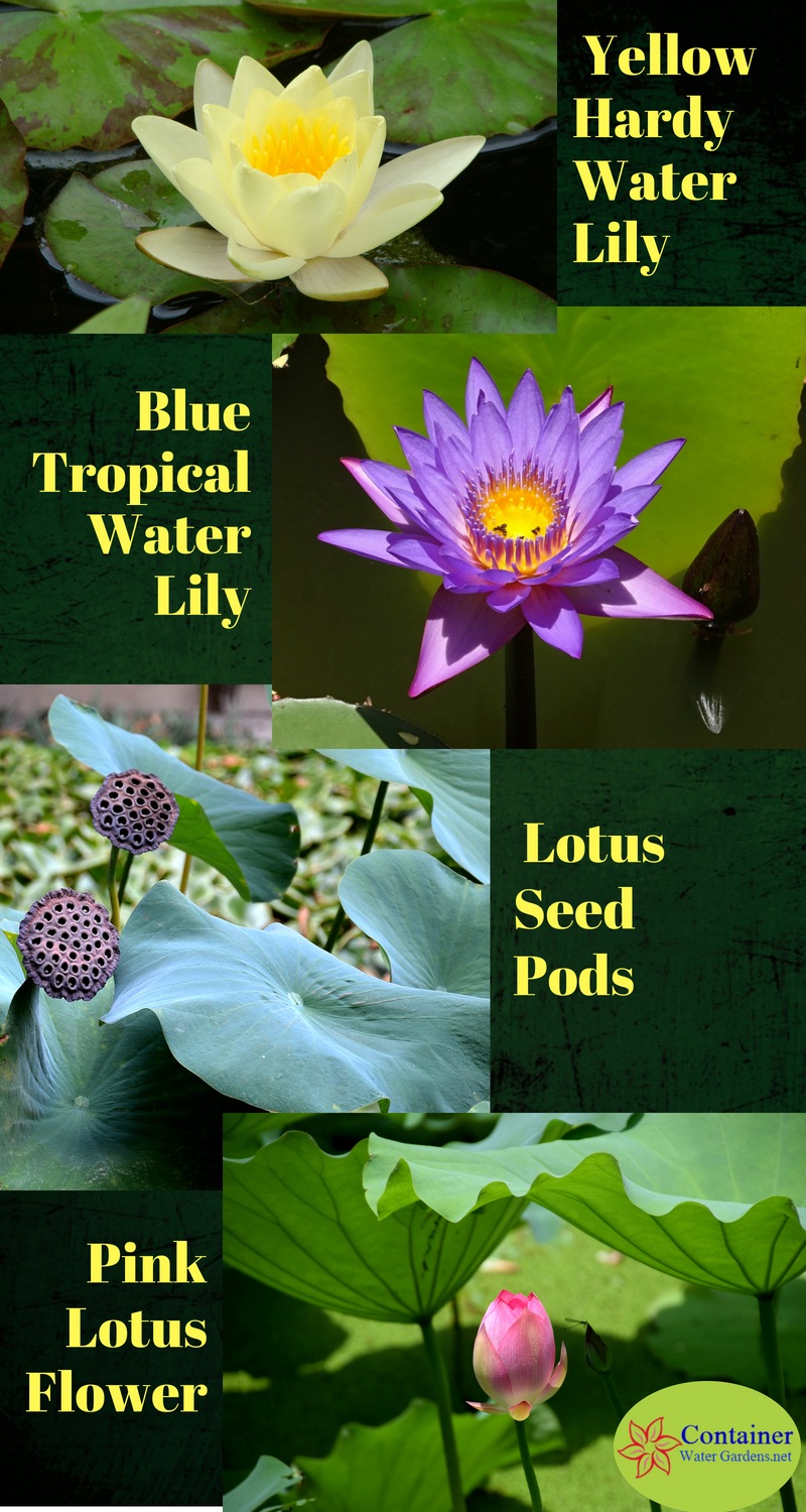 Lotus and water lily plants infographic