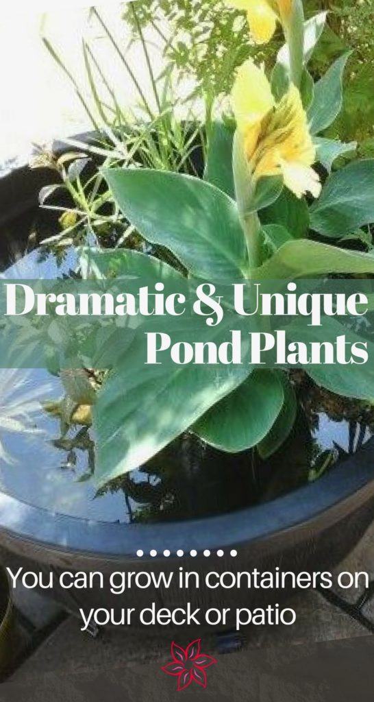 Best Aquatic Plants Best Aquatic Plants
