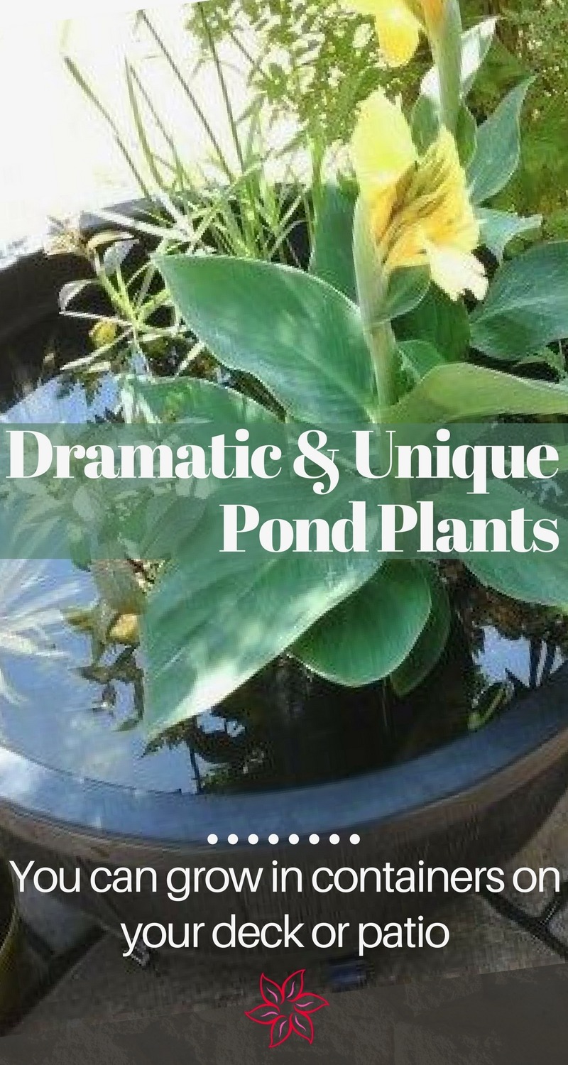 Water Garden Plants Container, Plants For Small Patio Pond