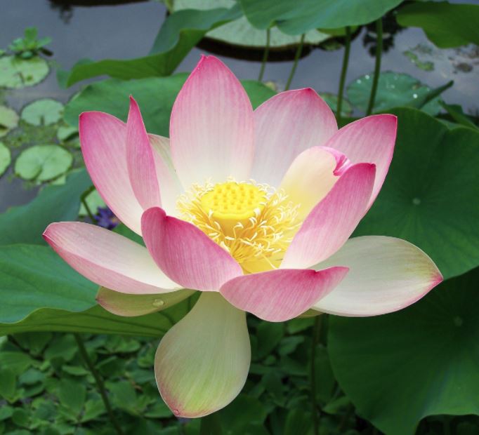 lotus flower pink