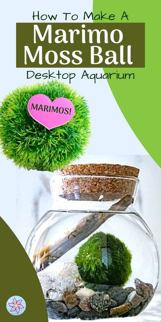 The Easiest Aquarium Marimo Moss Ball Terrarium - Hygger