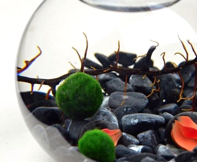 Marimo Moss Balls – Terrarium Designs