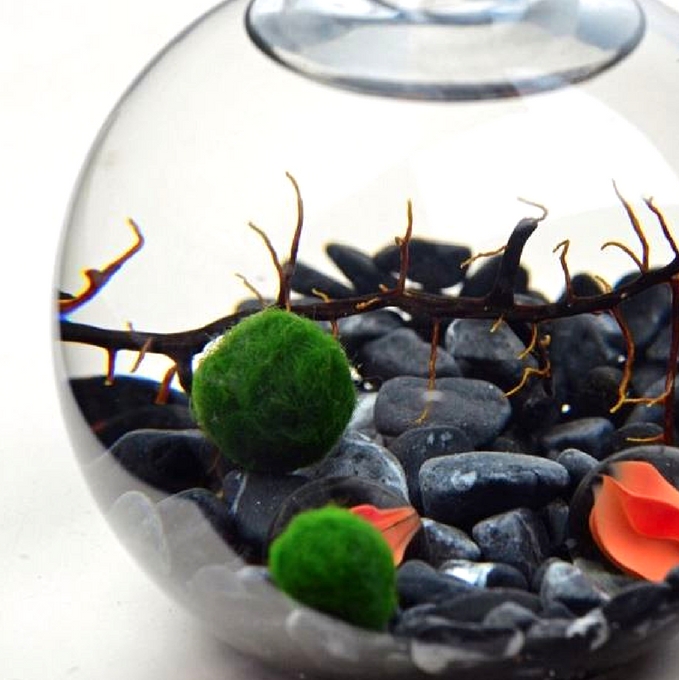 How To Create A Unique Marimo Moss Ball Terrarium 