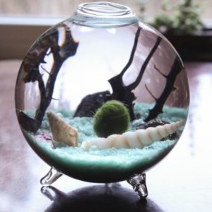 50 Seeds Marimo Moss Ball Kit Marimo Moss Ball Terrarium Kit