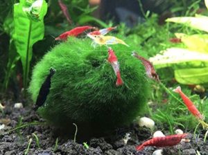 How To Create A Unique Marimo Moss Ball Terrarium - Container Water Gardens