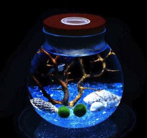 Marimo Moss Balls – Terrarium Designs