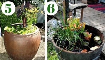 Aquatic plants for containers and small ponds