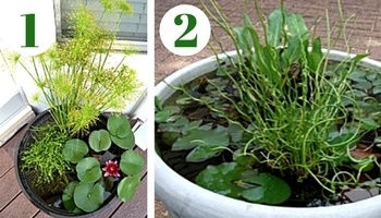 Aquatic plants for containers and small ponds