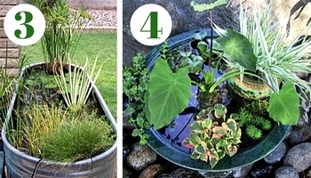 Aquatic plants for containers and small ponds