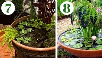 Aquatic plants for containers and small ponds