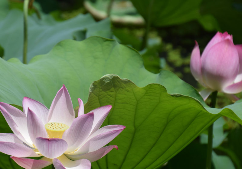 Growing Lotus 101