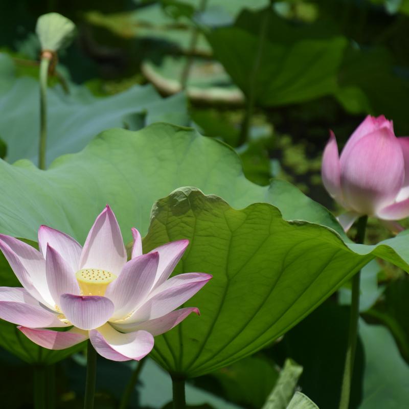 5 Seeds Blue Lotus Asian Water Lily Pad Flower Pond Aquatic Water Plant Sacred