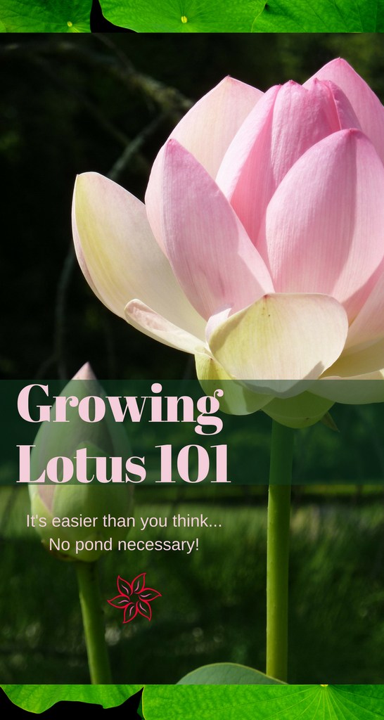 How To Grow Lotus