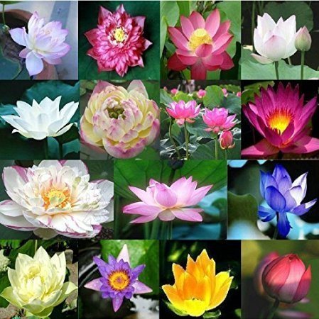 Different colors of the lotus flower