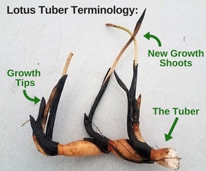 Lotus tuber infographic - Container Water Gardens