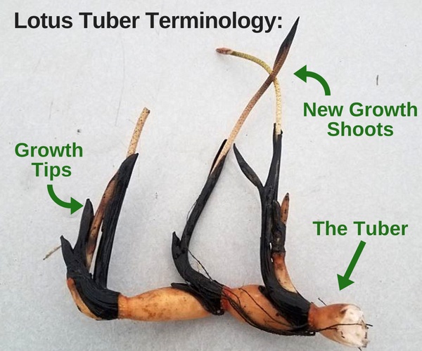 Lotus tuber infographic