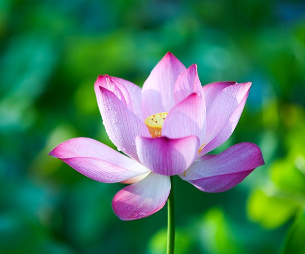 Pink lotus flower