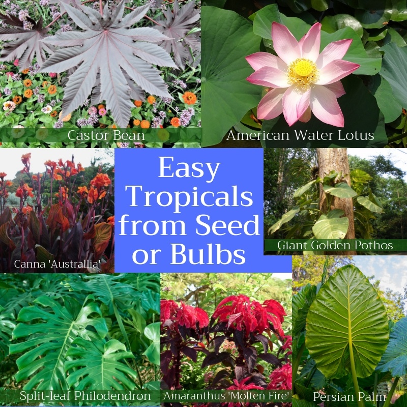 Easy Tropicals from Seed or Bulbs