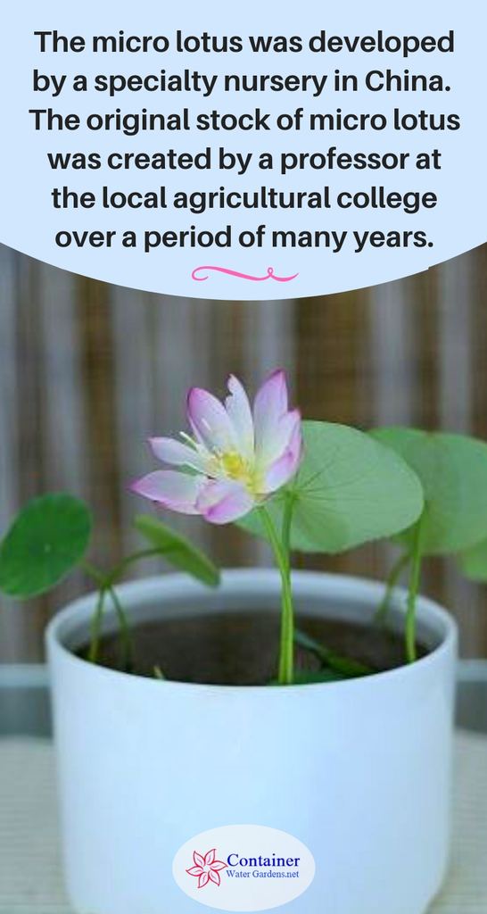 Micro lotus