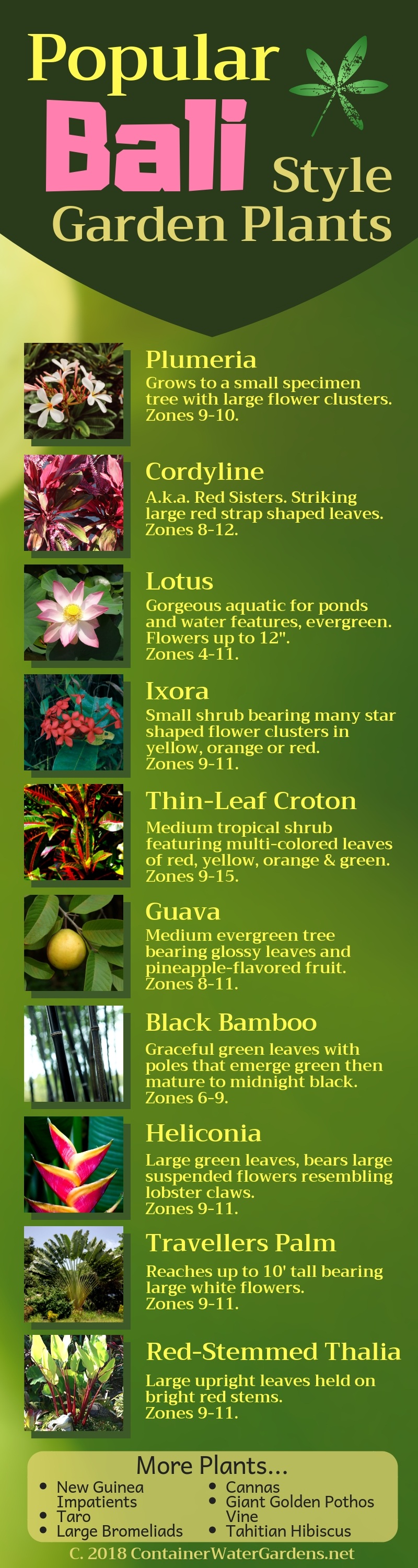 Popular Bali Style Garden Plants